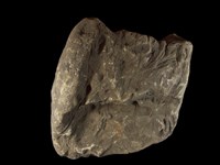 藏品(富化石砂岩)的圖片